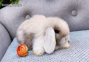 Coelhos anões teddy, mini hôlandes e mini toy muito fofos