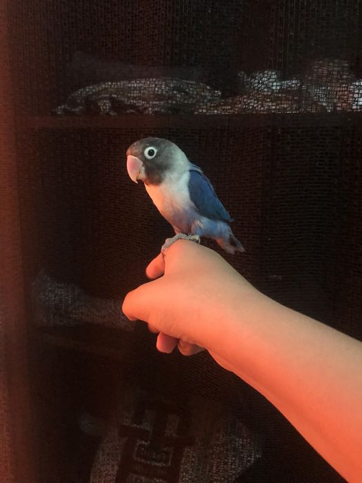 Agapone personata criado a mao/domesticado sexado