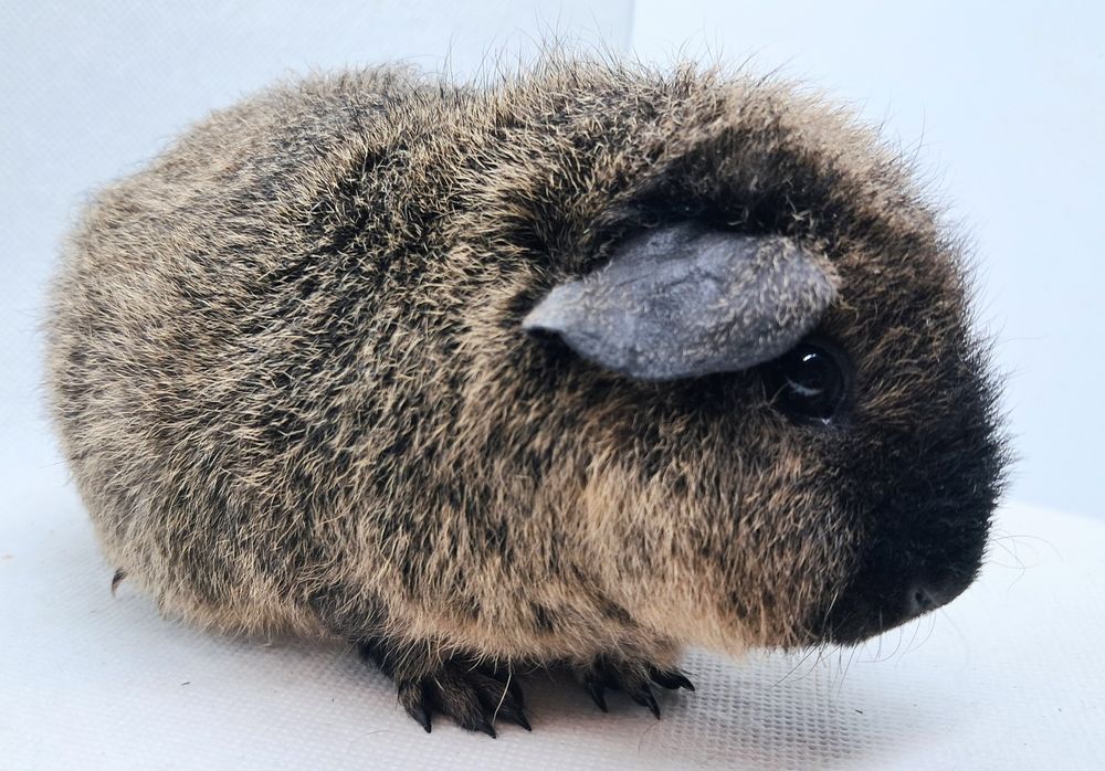 Świnka morska US Teddy samiczka