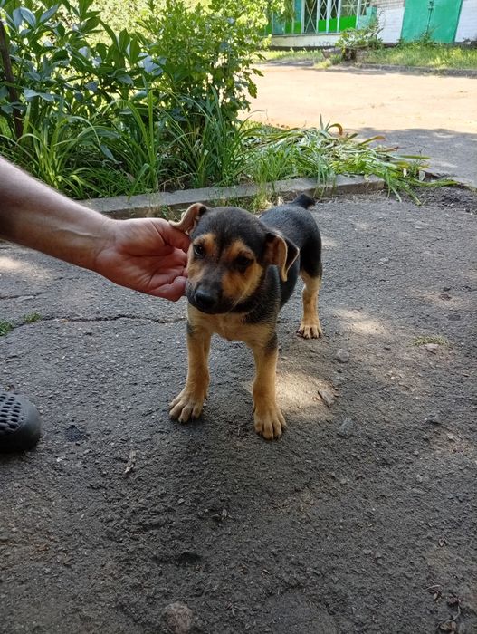 Віддам  цуценят Метіс, вівчар із стафом