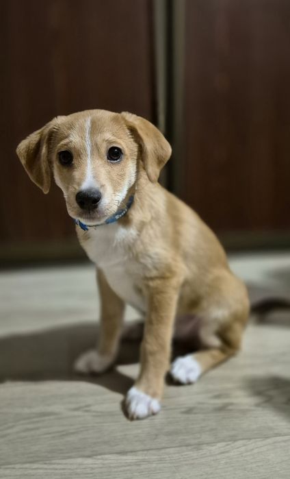 Джек расел терьер метисы