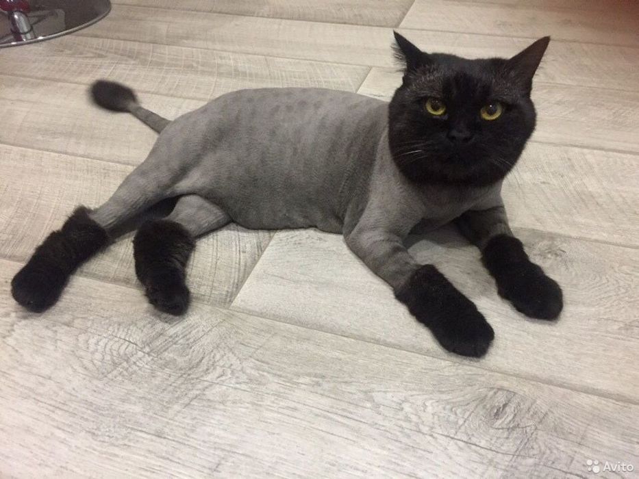Стрижка собачок та котиків