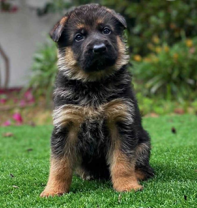 Pastor Alemão   TOP