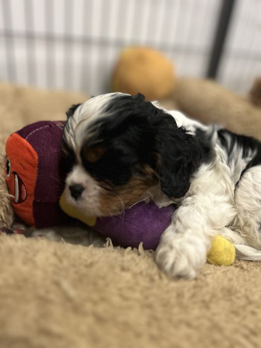 Cavalier king charles spaniel