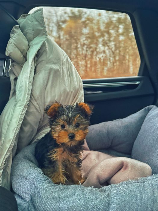 Йорк міні дівчинка преміум