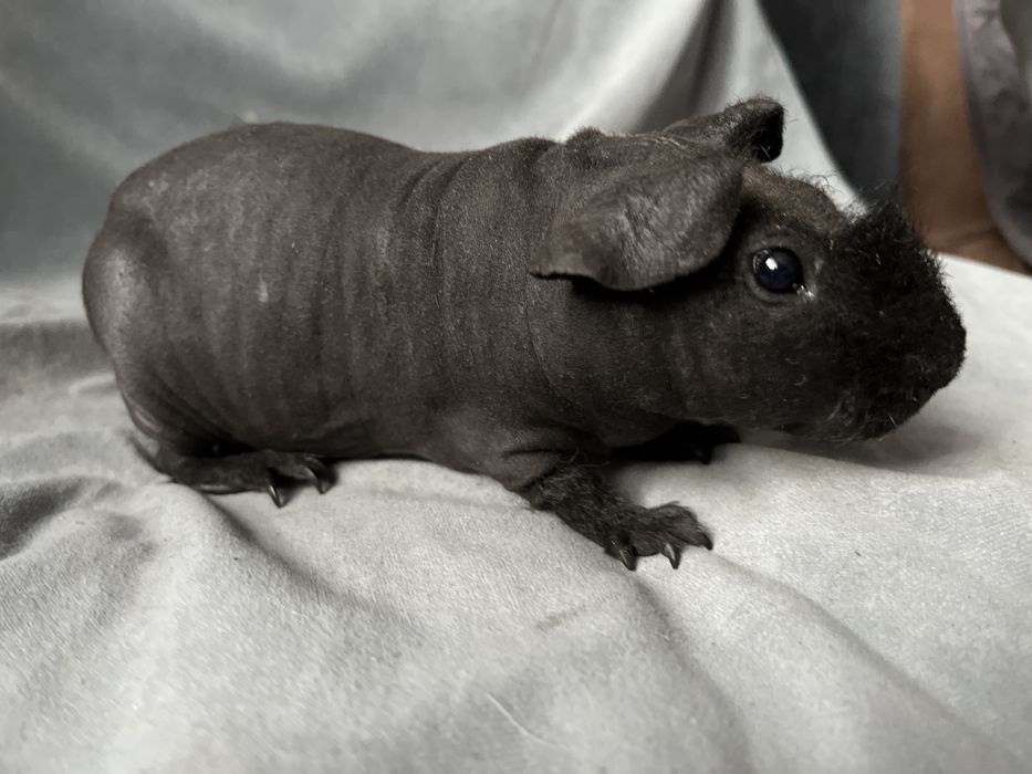 Świnki morskie Skinny - chłopak, wysyłam