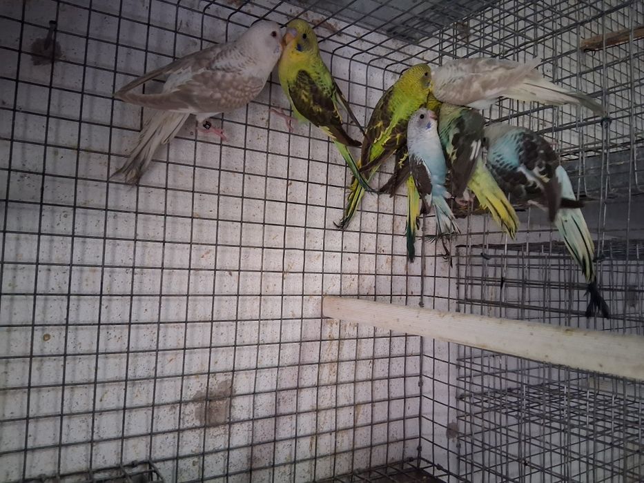 Tenho vários piriquitos, ingleses, asa negra e normais