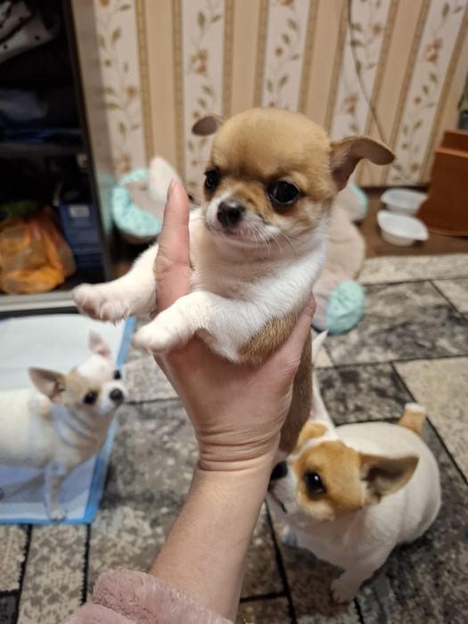 Продається Цуценя Чихуахуа,хлопчик.