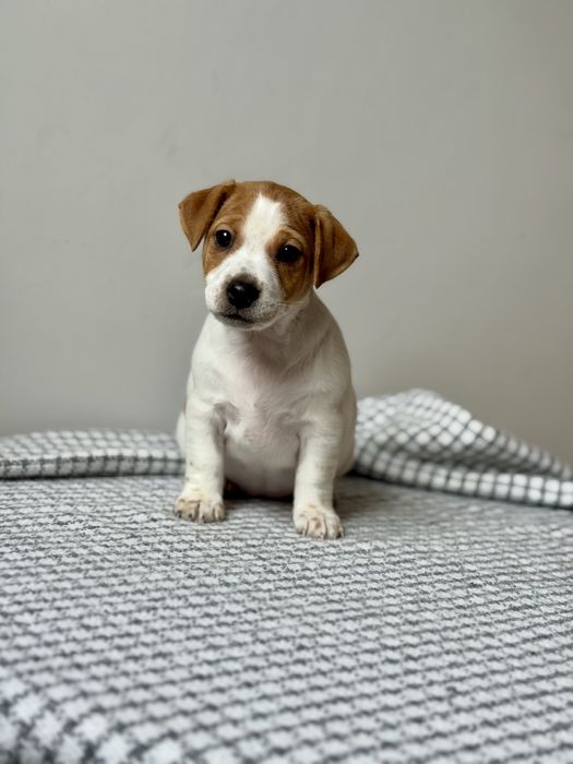 Дівчинка Джек Рассел КСУ |c704