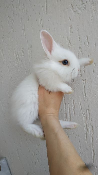 Белые мини кролики праздничные крольчата купить в Харькове крольчонок