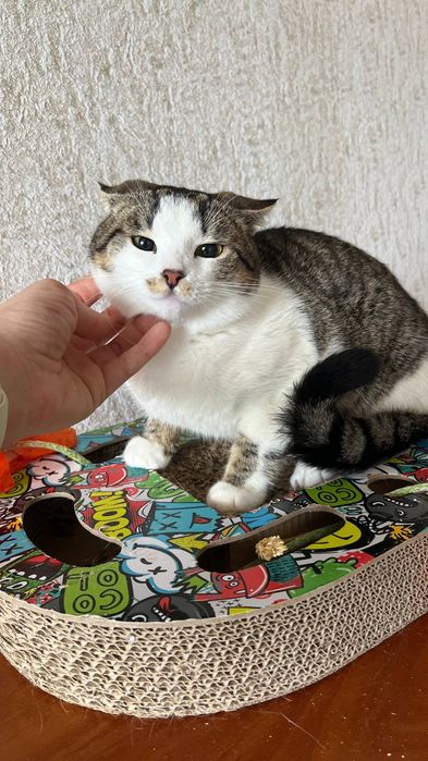Отдам_ кошки_ коты_ сеня
