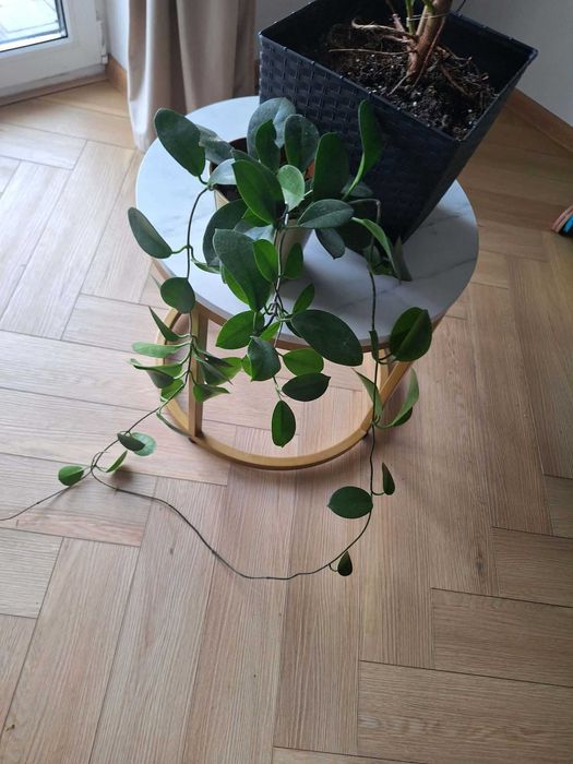Zestaw roślin domowych: hoya, fikus sprężysty, monstera, epipremnum