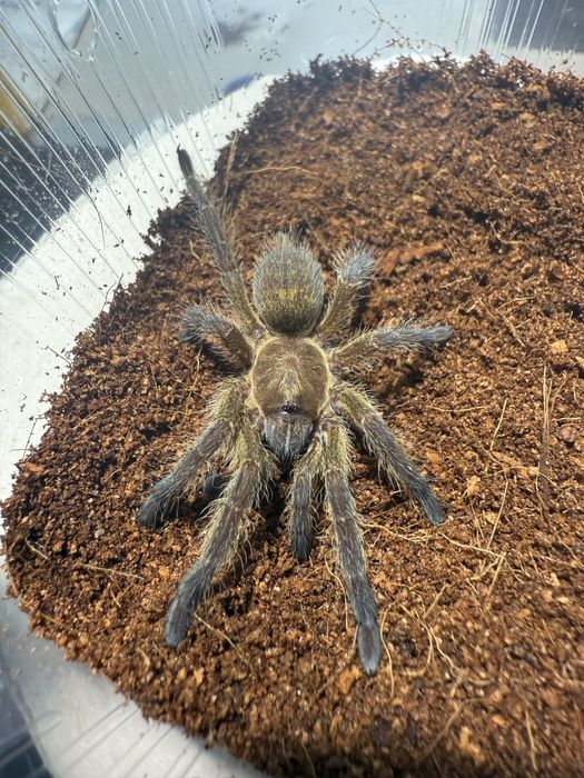 Harpactira baviana samica 2,5dc