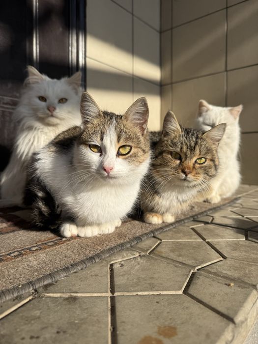 Котенятка шукають  домівку