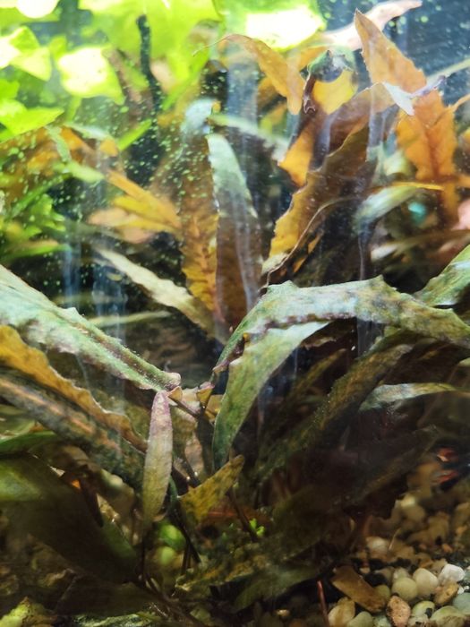 Kryptokoryna wendtii brown