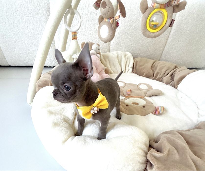 Chihuahua piękna liliowa suczka zarezerwowana