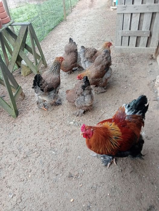 Ovos galados de Brahma perdiz dourada