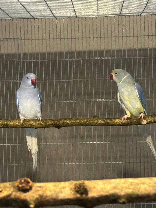 Vendo ring neck casal
