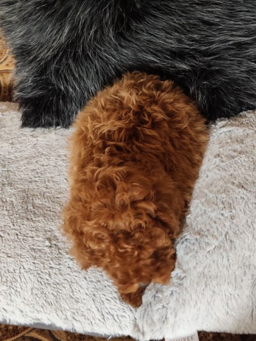 Pudel Toy Red Piesek