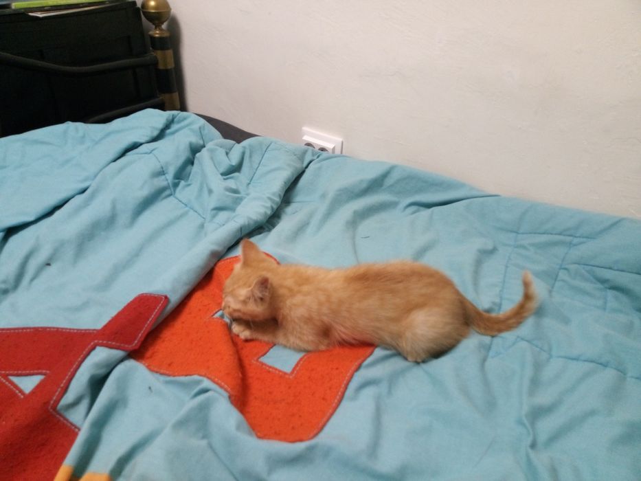 Dou gartinho macho em boas mãos