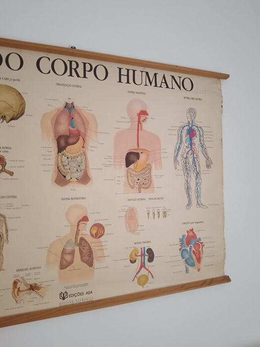 Mapa escolar corpo humano