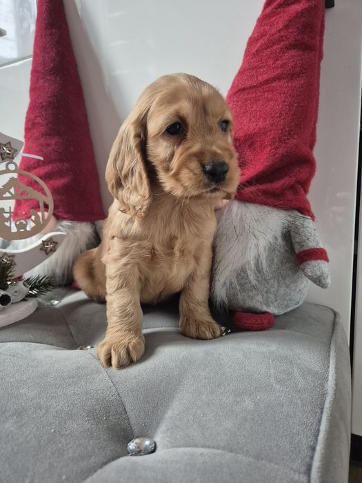 Cocker spaniel piesek Dingo