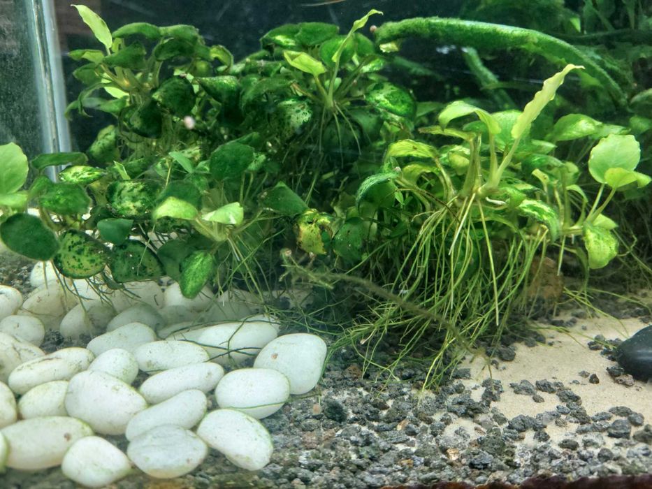 Roslinka akwariowa anubias