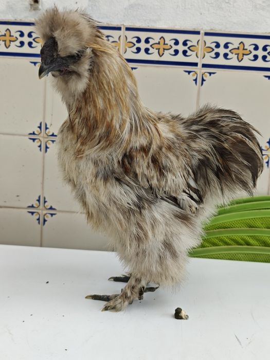 Galos sedosa do Japão