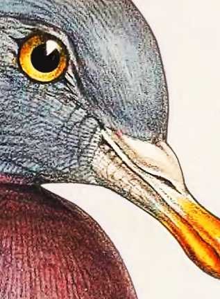 Quadro, Aves de Portugal, Pombo-torcaz