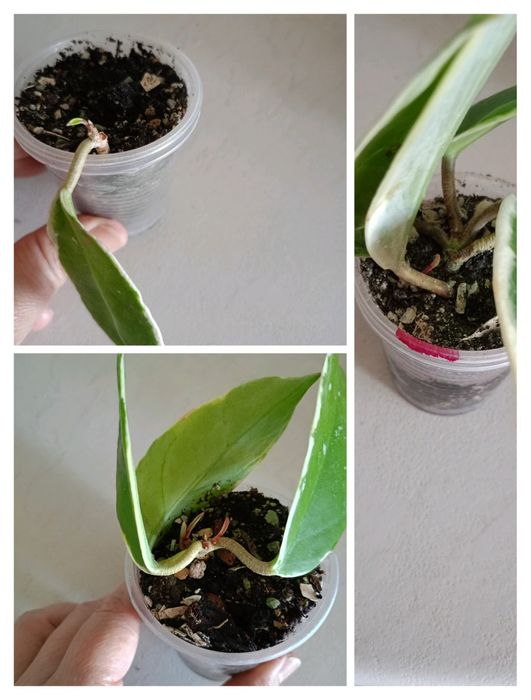 Хойя. Гарно вкорінені черенки.