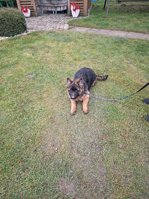 Suczka owczarek niemiecki