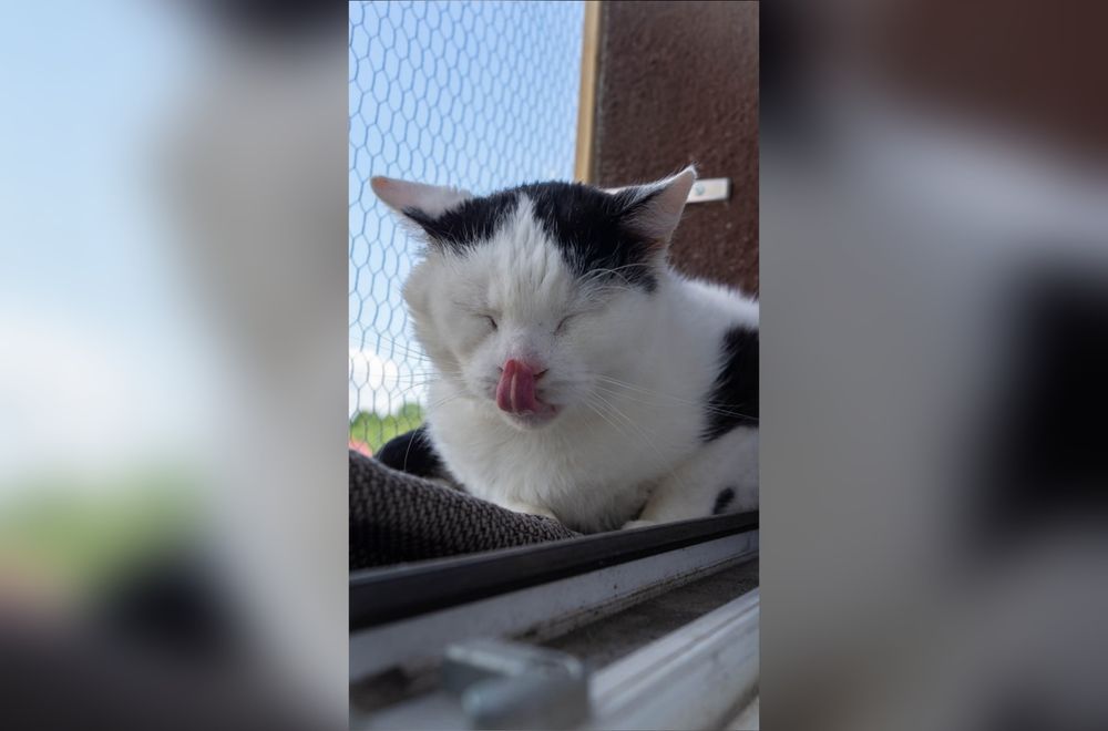 Kochany kotek szuka domu!