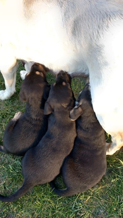 Szczeniaki oddam za darmo