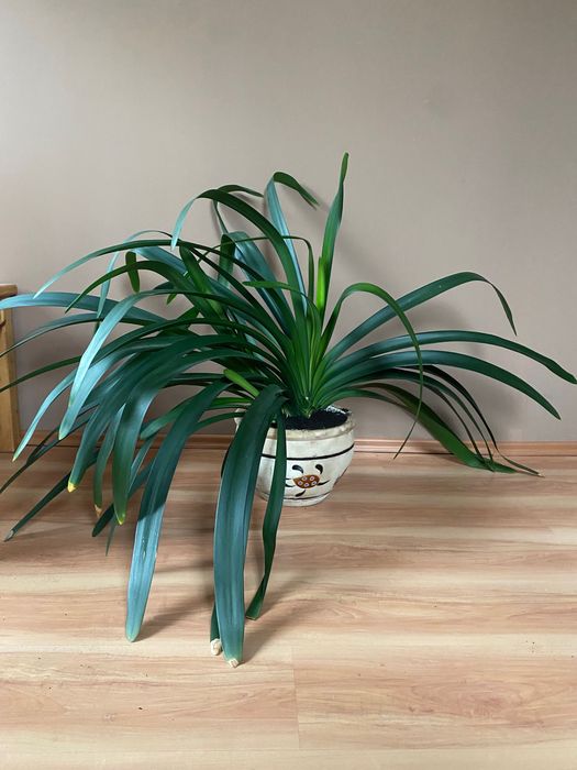 Kliwia pomarańczowa piękny kwiat