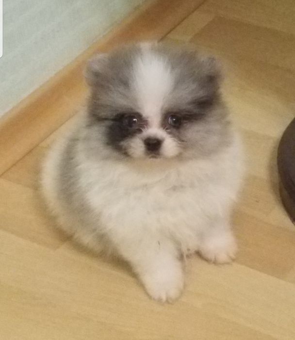 Мальчик померанский шпиц