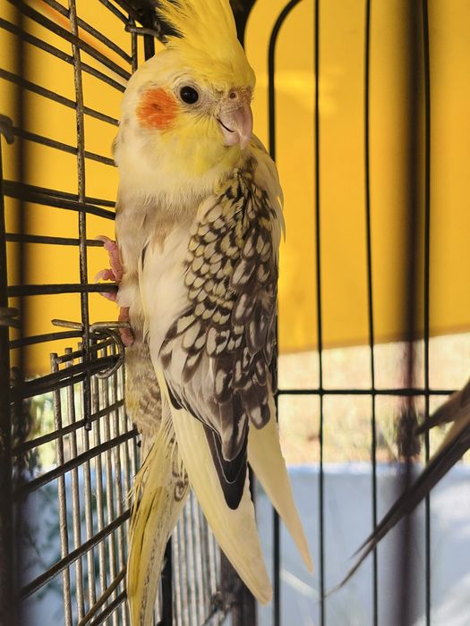 Caturra Macho
