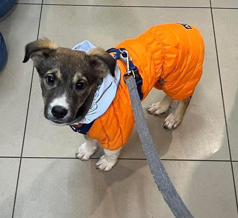 Цуцик ,песик,собачка в добрі руки