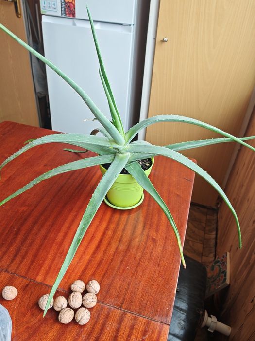 Алое чотирирічний