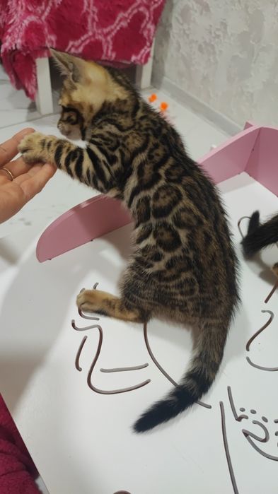 Бенгальские котята Шоу класса