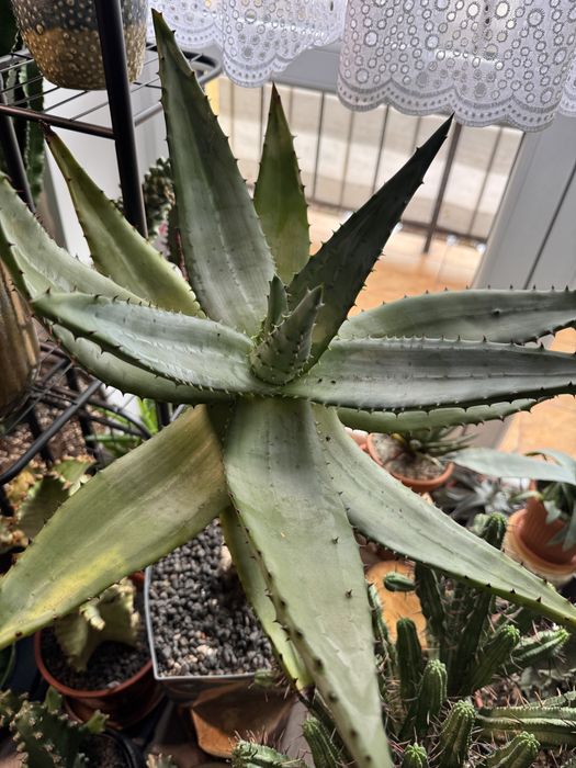 Aloes uzbrojony- Aloe Ferox rzadki okaz!