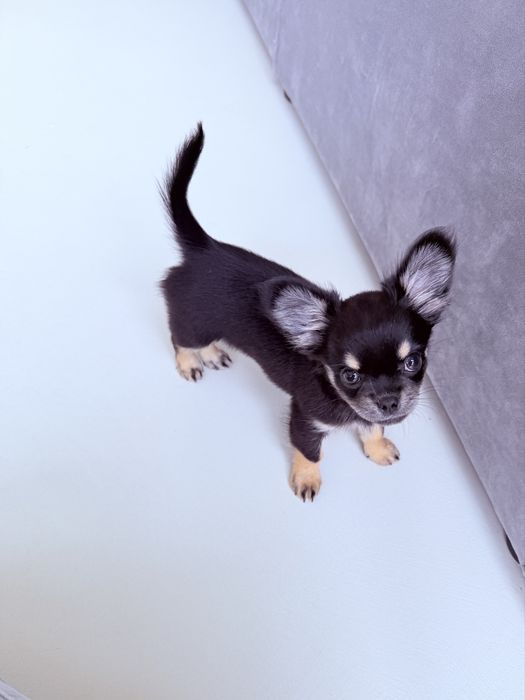 Suczka rasy Chihuahua