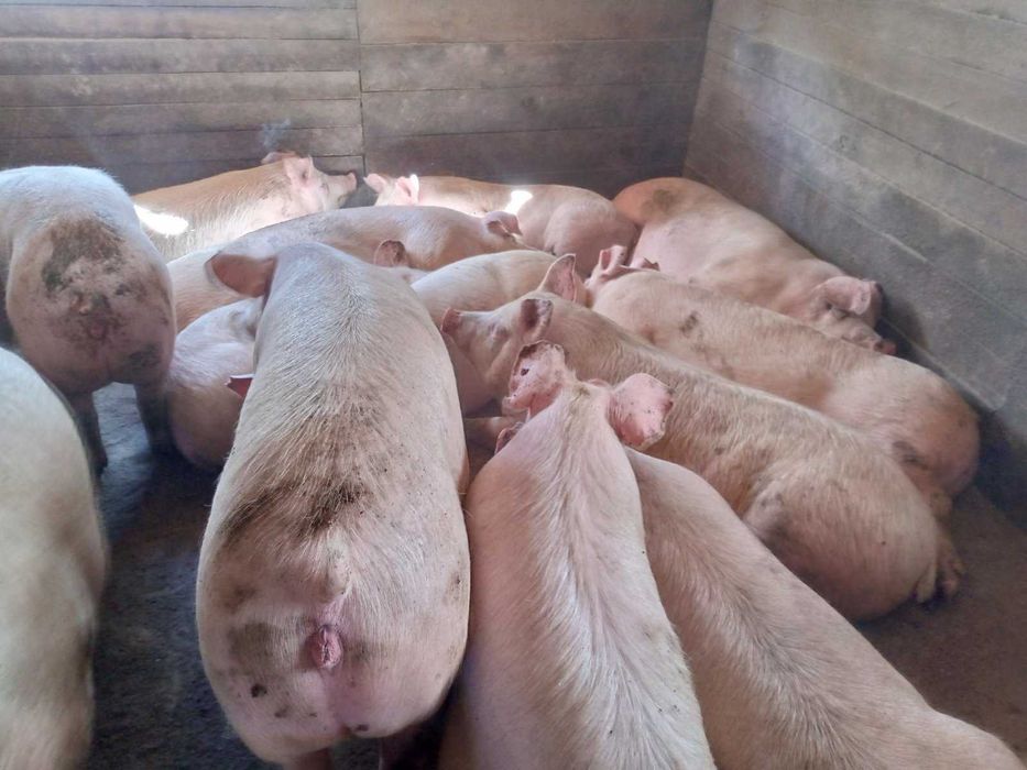 Продам свиней вагою 160-180 кг
