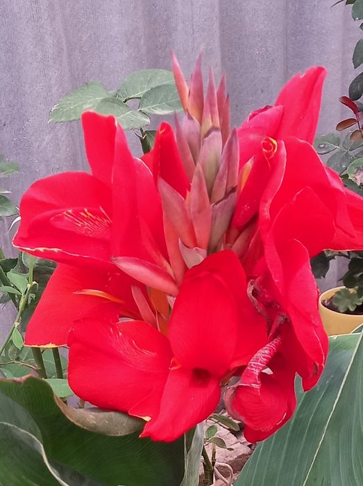 Канны среднерослые с большими цветами