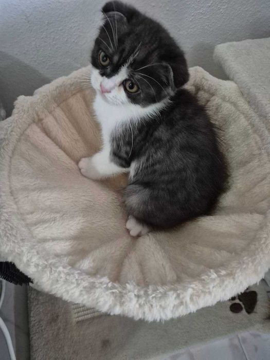 Gatinho "Scotish Fold"