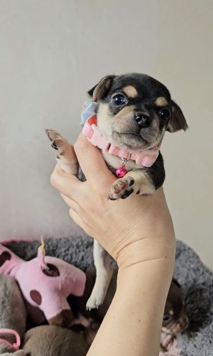 Чихуахуа дівчинка документи