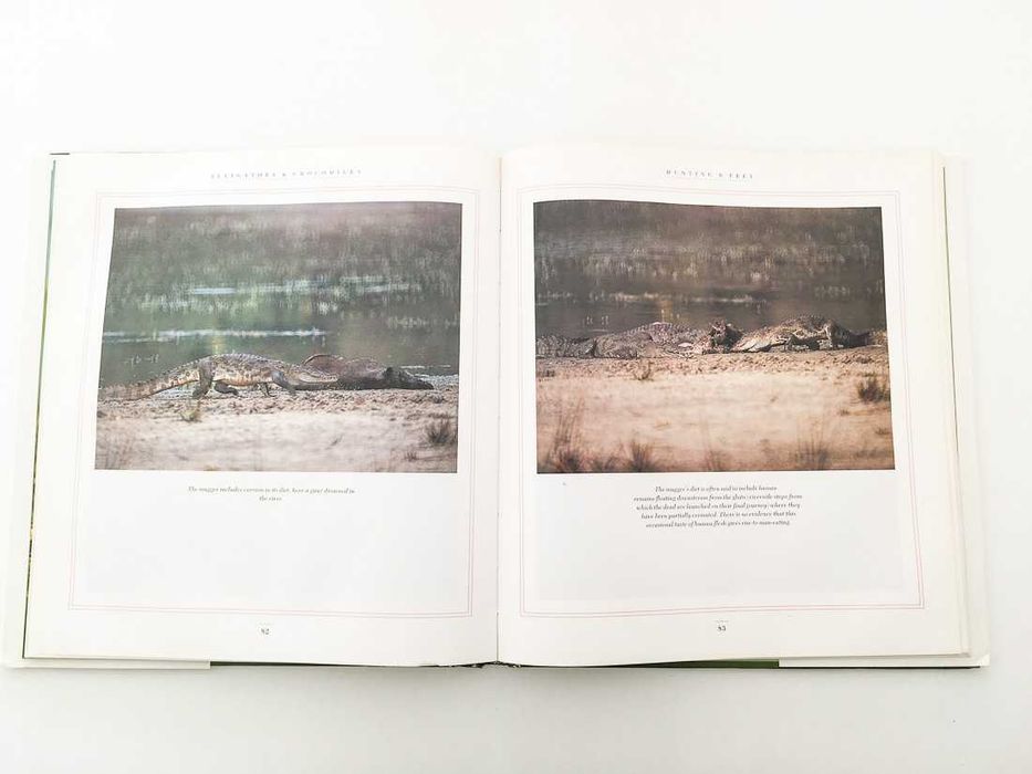 Alligators & Crocodiles