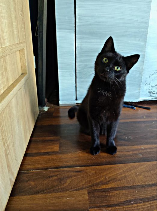 Czaruś - czarny kocurek do adopcji