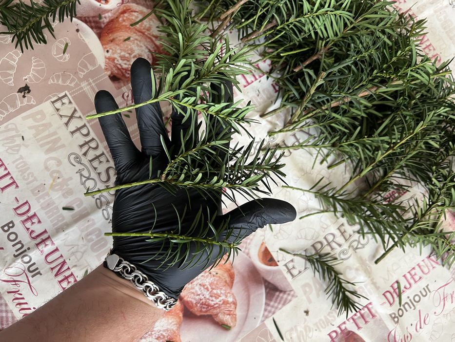 Черенки, живці, для вкорінення, туя смарагд,ялівець,кипарис, ялинка.