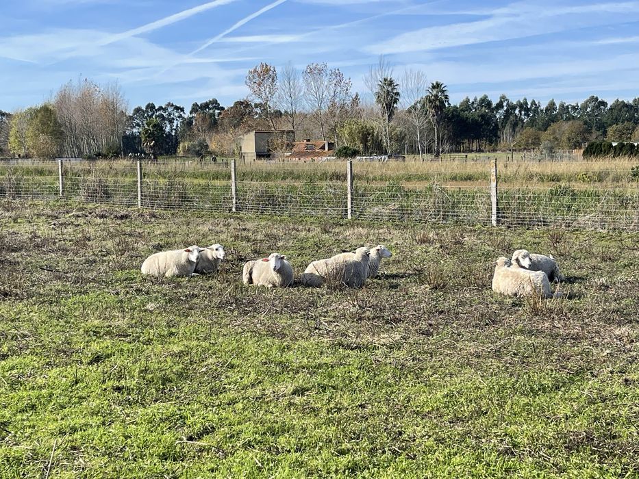 Ovelhas criadas a campo