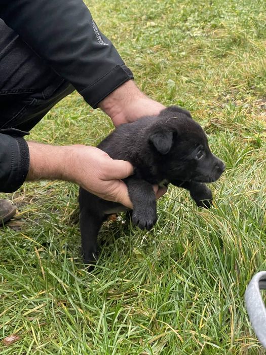 Szczeniaki szukają nowego domu